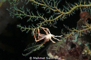 Decorator crab in the house reef at the night dive. by Mehmet Salih Bilal 